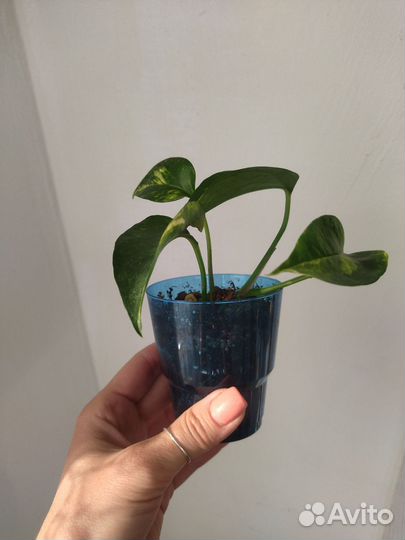 Эпипремнум