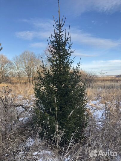 Саженцы, клена,дуб,сосны, березы, липы,рябина