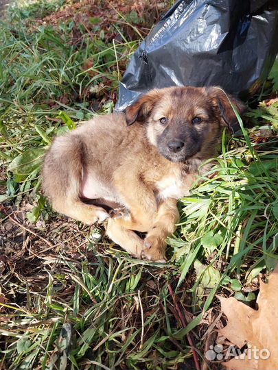 Щенок в добрые руки