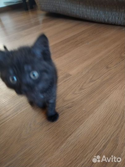 Отдам в добрые руки котенка