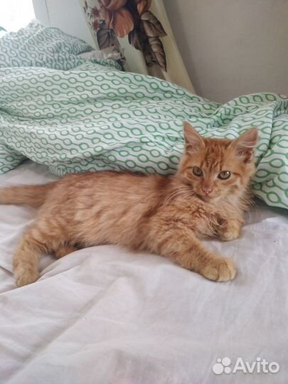 Рыжий котенок мальчик
