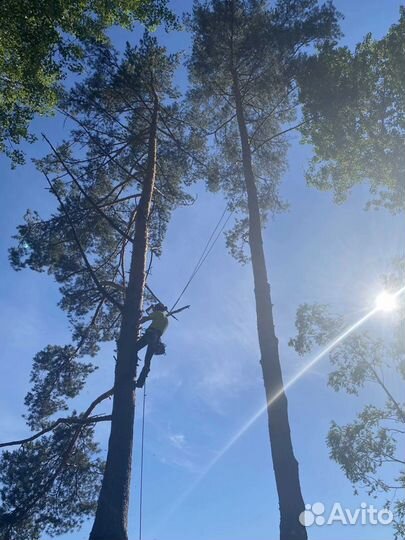Спил деревьев, расчистка участков