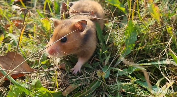 Сирийские хомячата