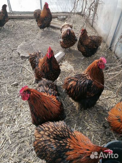 Куры орпингтон