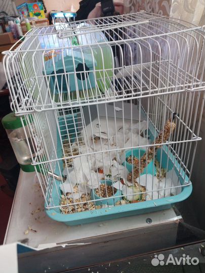 Хомяки джунгарики