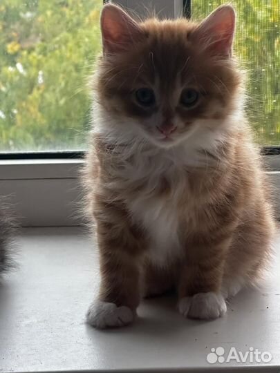 Курильский бобтейл