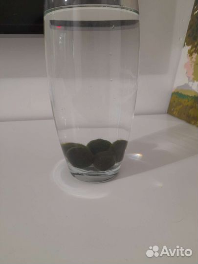 Кладофора маримо