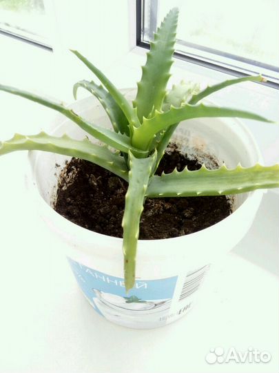 Алоэ (столетник)