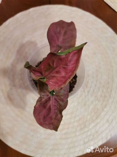 Сингониумы сортовые