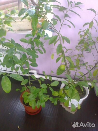 Продам комнатные плодоносящие Лимоны