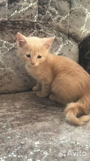 Рыжий котенок