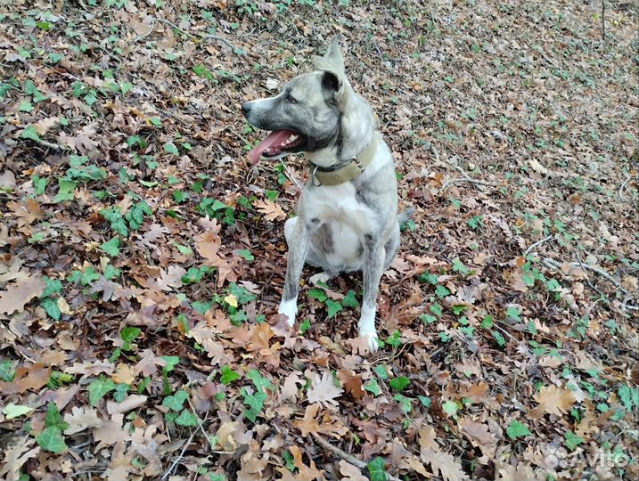 Собака в добрые руки отдам бесплатно