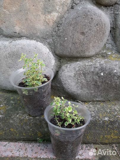 Многолетние пряные травы, тимьян и мята орегано