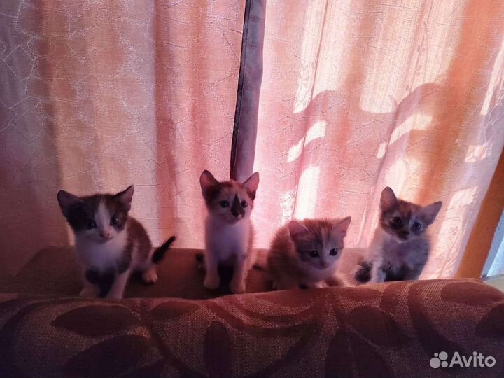 Котята в добрые руки
