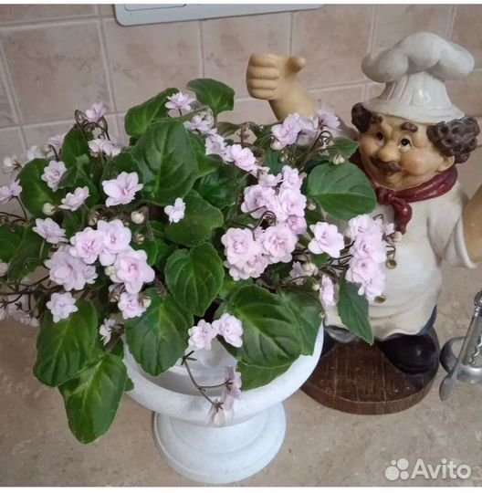 Сортовые фиалки