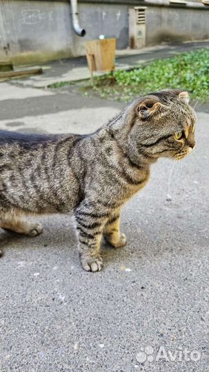 Кошка потеряшка