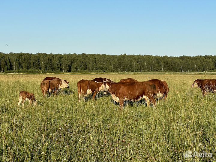 Коровы, Бычки, телята