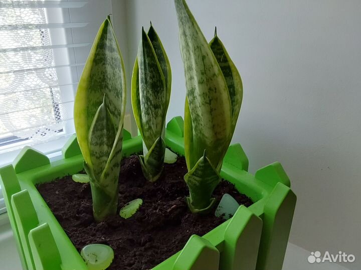 Сансинвьерия сортовая низкая