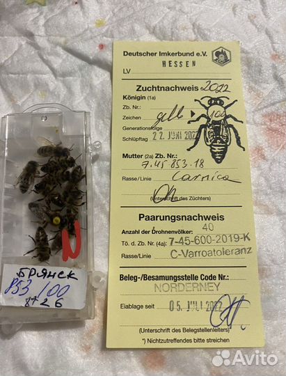 Матки F1 2024 карника