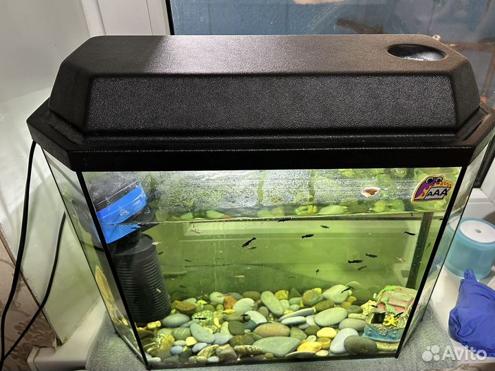 Аквариум и всё что есть в нем