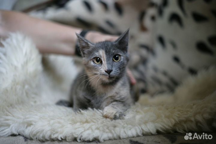 Три трёхцветных котёнка