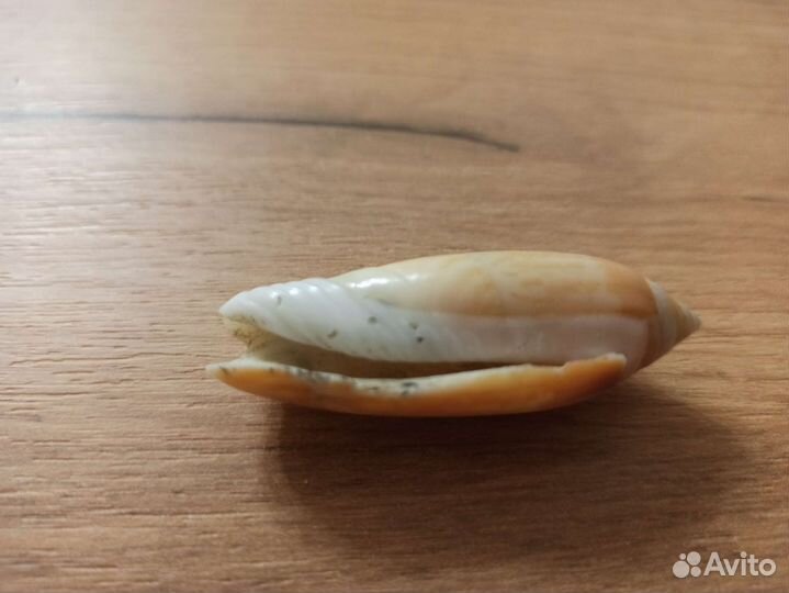 Морская раковина