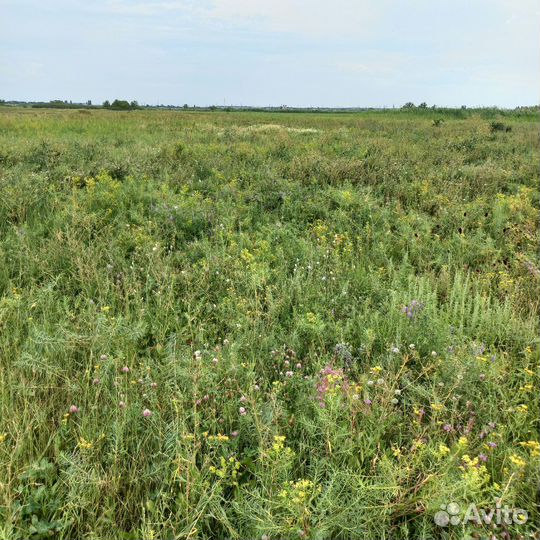 Сено в Тюках