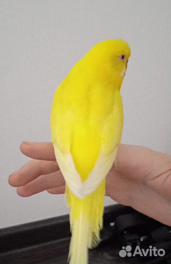 Волнистый попугай с клеткой и принадлежностями