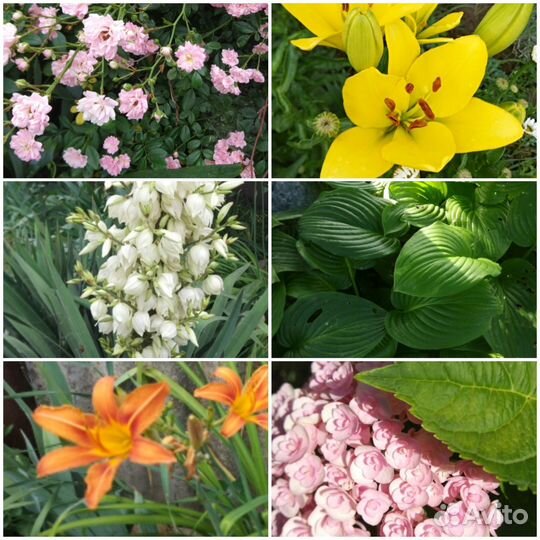 Растения для сада