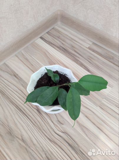 Фикус бенджамина