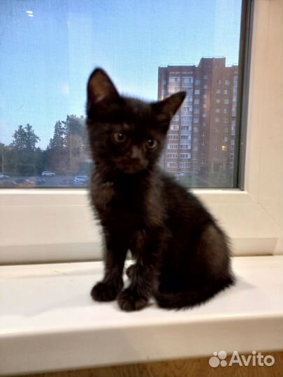 Черный котенок