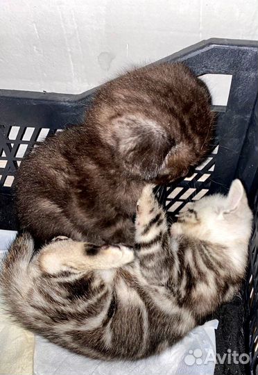 Шотландская,британская