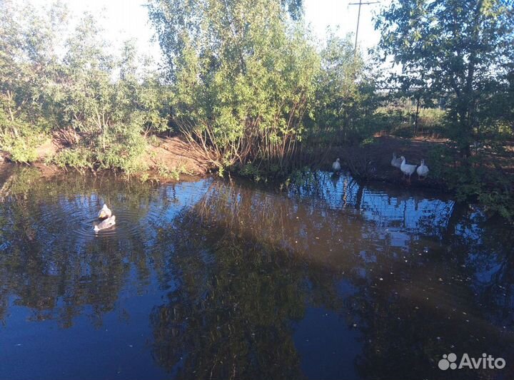 Гуси и утки