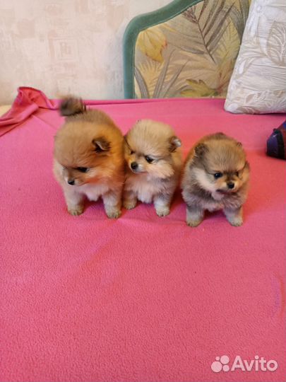 Девчули-красотули