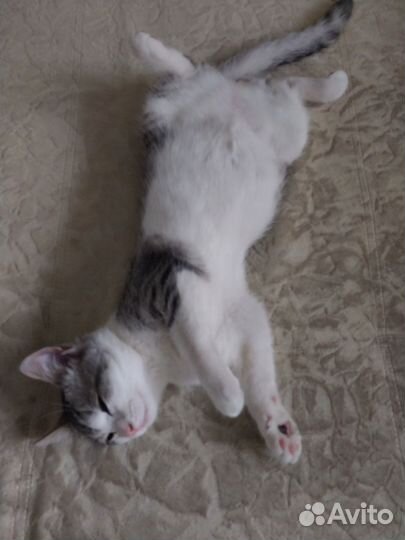 Котёнок