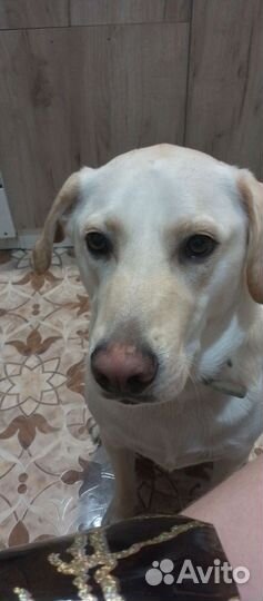 Метис овчарки и ретривера