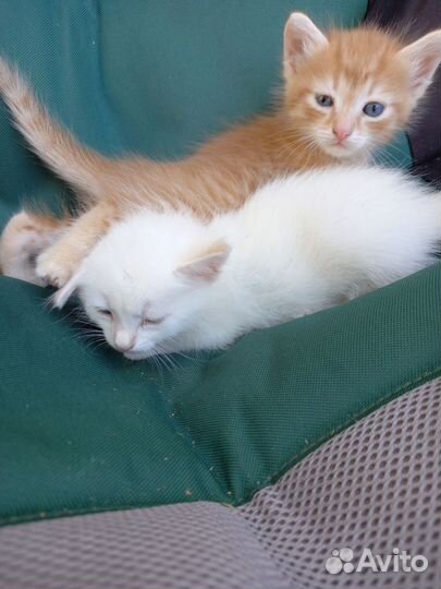 Котята