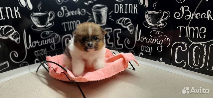 Щенки шпица