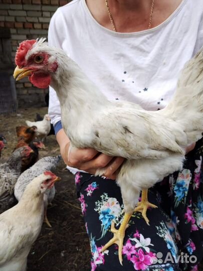 Молодые петушки