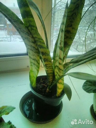 Декабрист сортовой и другие комнатные цветы