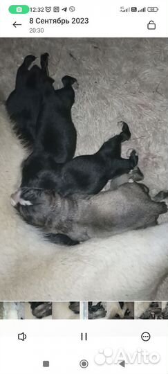 Щенки алабая