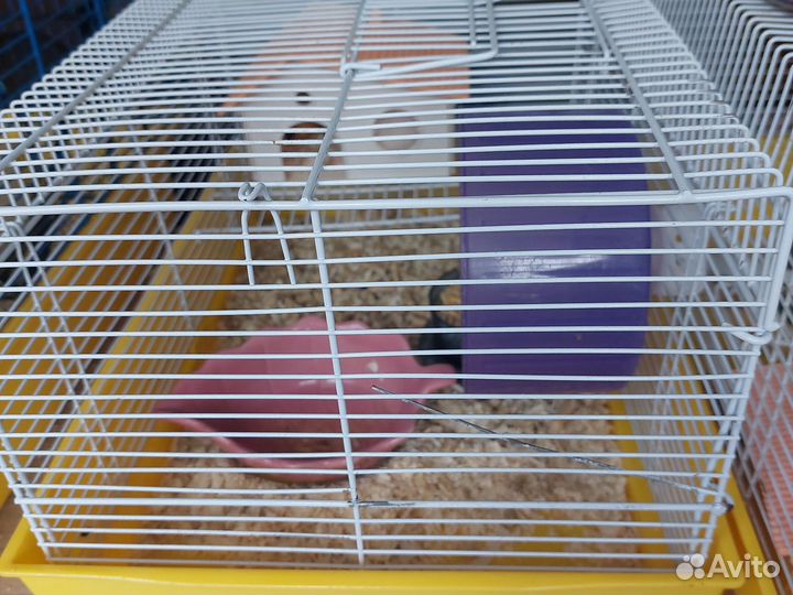 Хомячок девочка сирийская