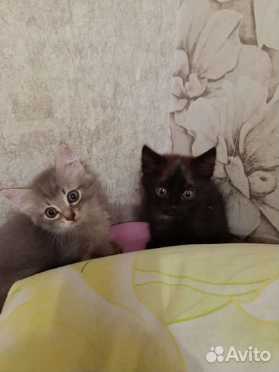 Котята бесплатно