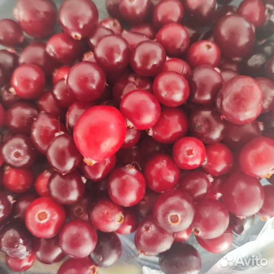 Клюква свежая