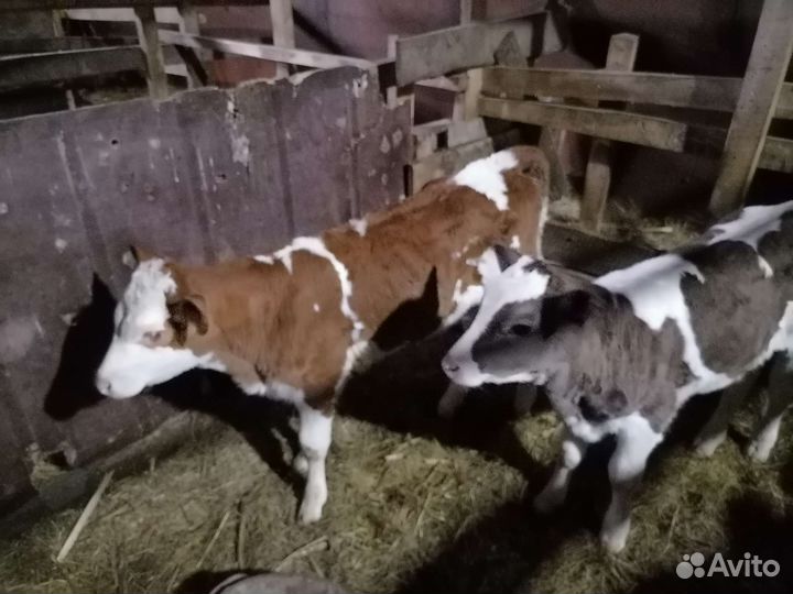 Тёлочки домашние