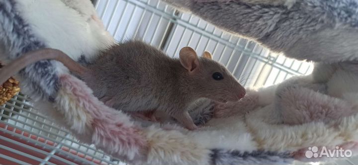 Крысенок Дамбо