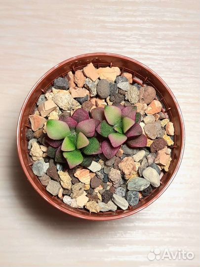 Суккуленты