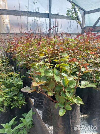 Саженцы роз оптом