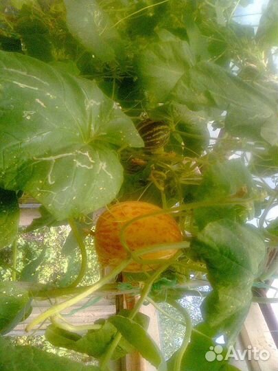 Семена дыньки'' въетнамская