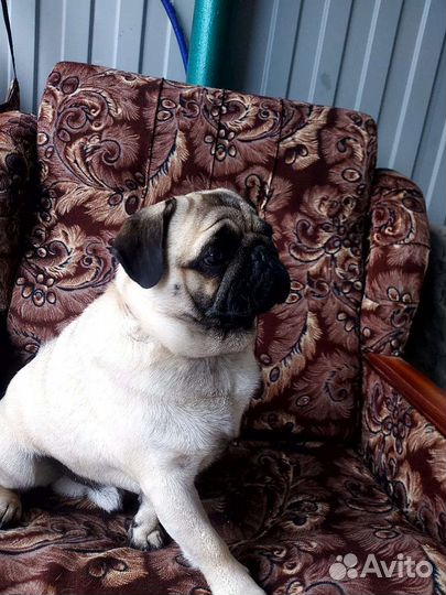 Вязка мальчик